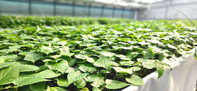 1772949700959_7436290022534098188_1310890292