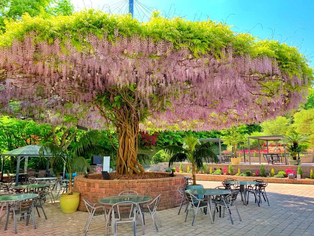 04_베어트리파크 등나무