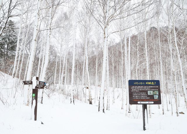죽파리 자작나무숲)