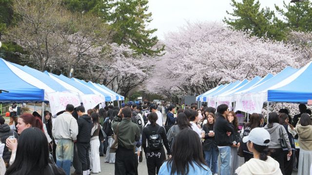 2026학년도 부산대학교 벚꽃축제 모습