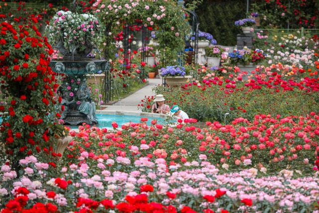 07_베어트리파크 장미