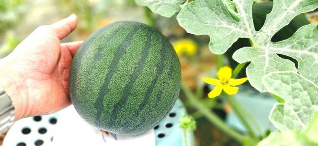 1776149036515_66673221005918