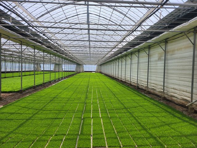 4.16(김해시, 벼 육묘상자 처리제 지원)1