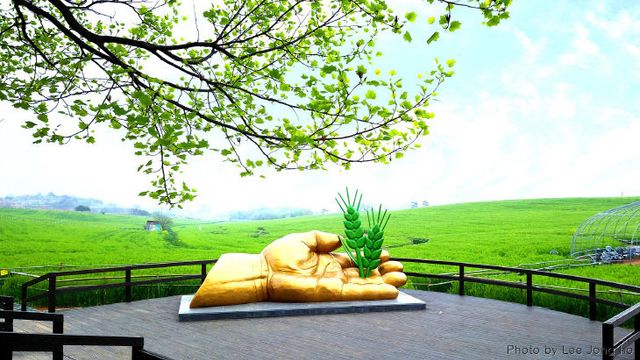 지역사랑 휴가지원_자료사진1 학원농장 청보리밭