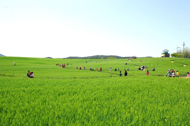 학원농장 청보리밭001 (2) (1)