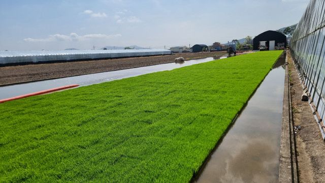 4.24(김해시 모내기 앞두고 육묘작업 ‘한창’ )1