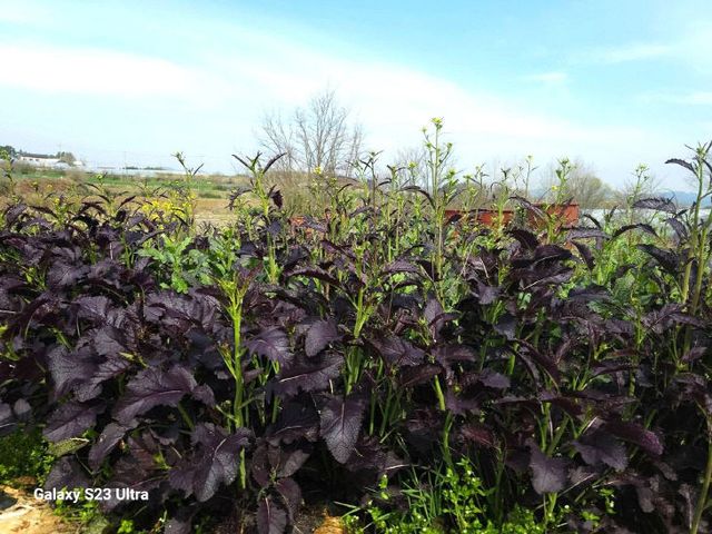 775414445722_7446627911349942243_4346558015