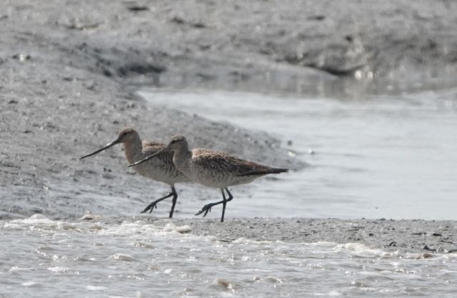 사본 -1 큰뒷부리도요