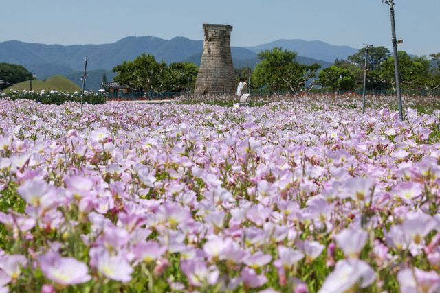 첨성대 배경 연분홍 꽃단지