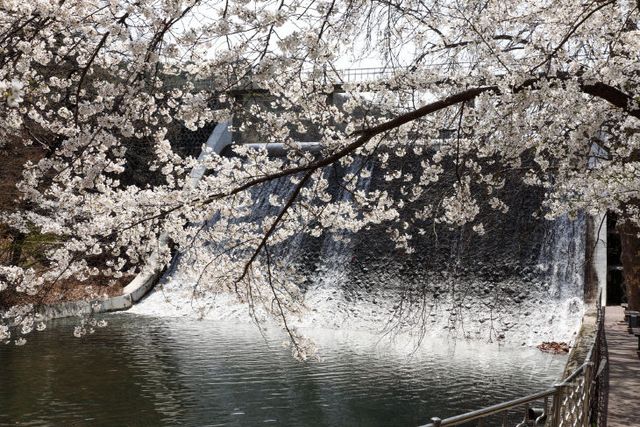 세천유원지 벚꽃_2018-04-08_2