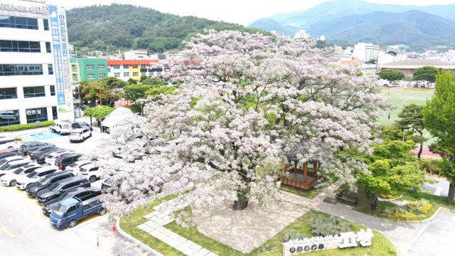 고창 교촌리 멀구슬나무꽃 만개