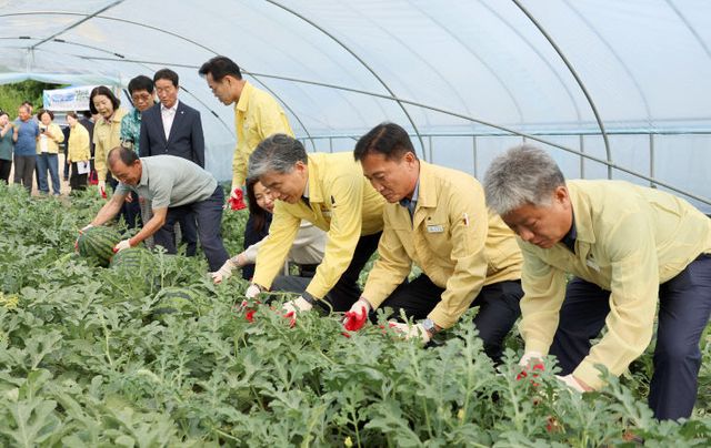 성내스테비아 고창수박 수확행사(2)