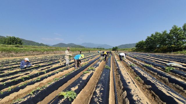 성주가야산 황금들녘 메뚜기축제 영농체험장 조성