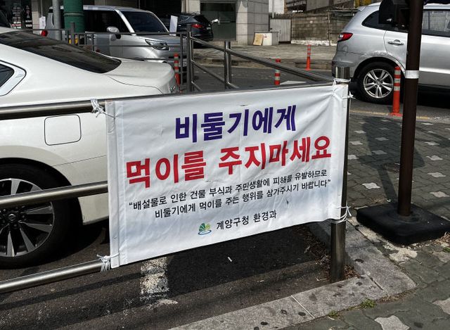 계양구, ‘유해 집비둘기 먹이주기 금지’ 홍보 강화