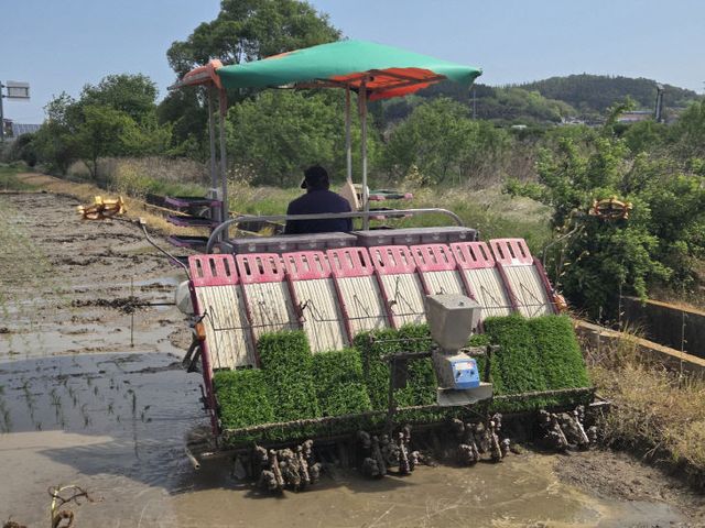 부안군, 2026년 첫 모내기 진행1