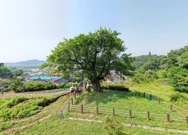 1-4. 화성 전곡리 물푸레나무의 모습