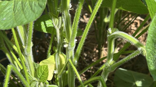 정읍시 “순지르기 멈추고 물 관리 철저” (1)