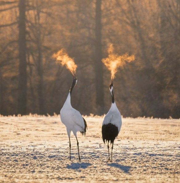 지난해 12월 30일 우에다 키코씨가 홋카이도 츠루이무라 마을에서 찍은 두루미 사진. [사진출처=X(옛 트위터) @fuehrsn]