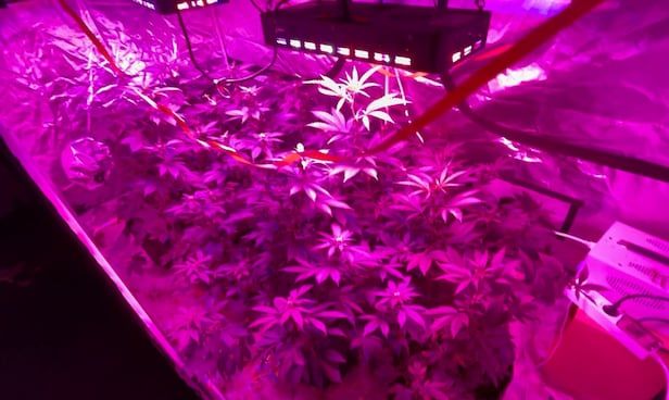 경기남부경찰청 강력범죄수사대는 도심에서 대마를 재배해서 다크웹 사이트를 통해 유통한 일당을 검거했다. 사진은 현장에서 재배되고 있던 대마. /경기남부경찰청