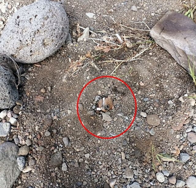 0003634098_001_20220420103003715.jpg?type=w647