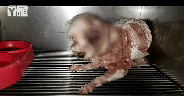 1.png [혐오] 강아지 눈 파열, 야탑 학대남