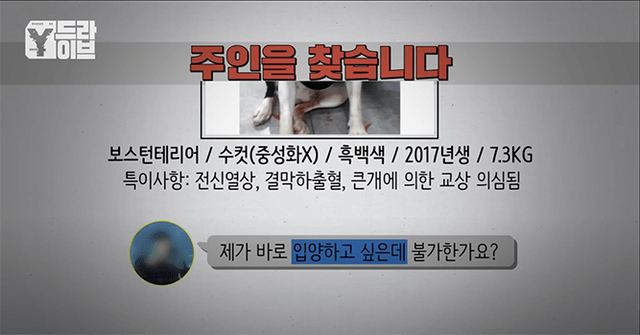 2.png [혐오] 강아지 눈 파열, 야탑 학대남