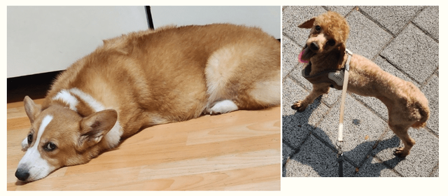 화면 캡처 2024-05-12 101258.png [혐오] 강아지 눈 파열, 야탑 학대남