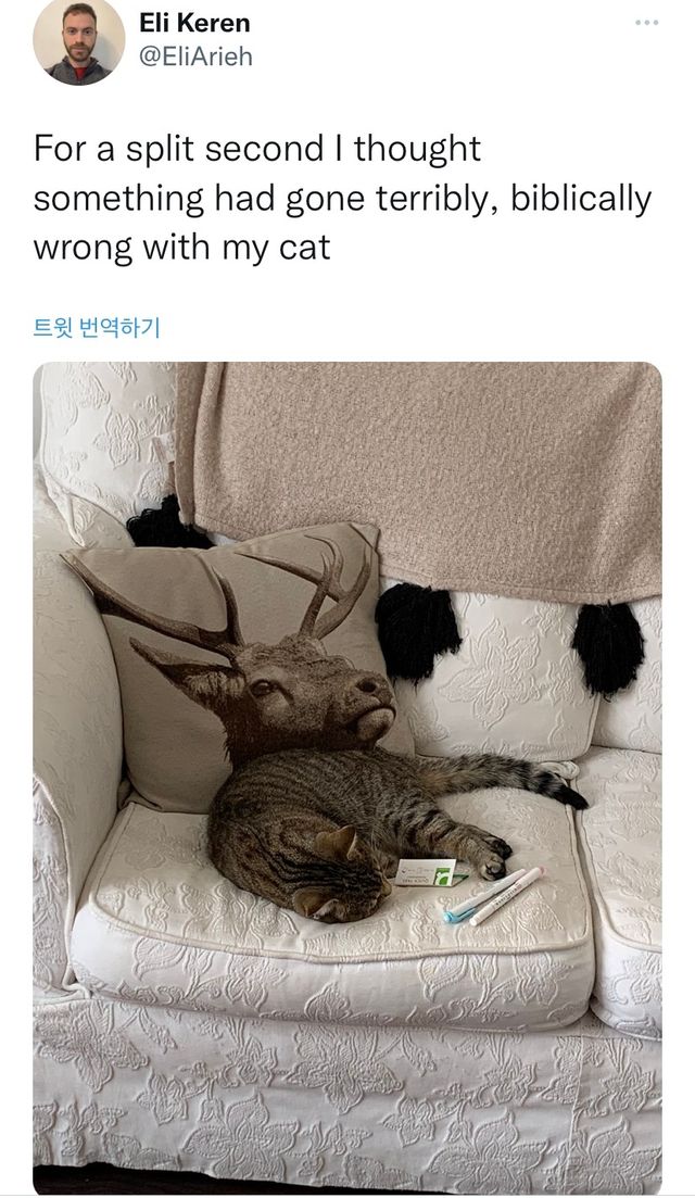 순간 내 고양이가 뭔가 잘못된 줄 알았음.jpg