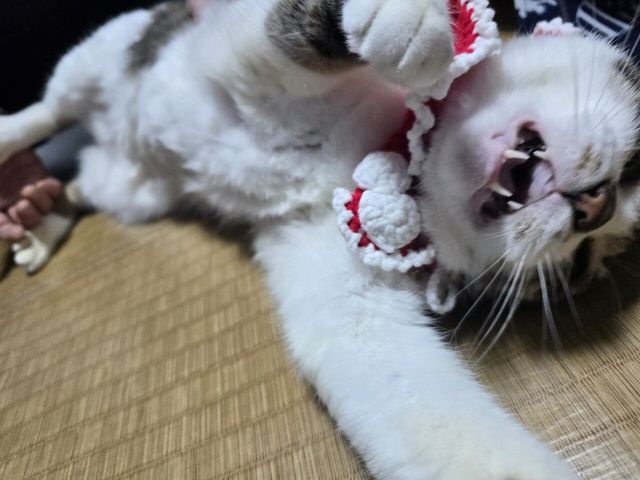 곧 크리스마스인데 우리집 고양이 구경해