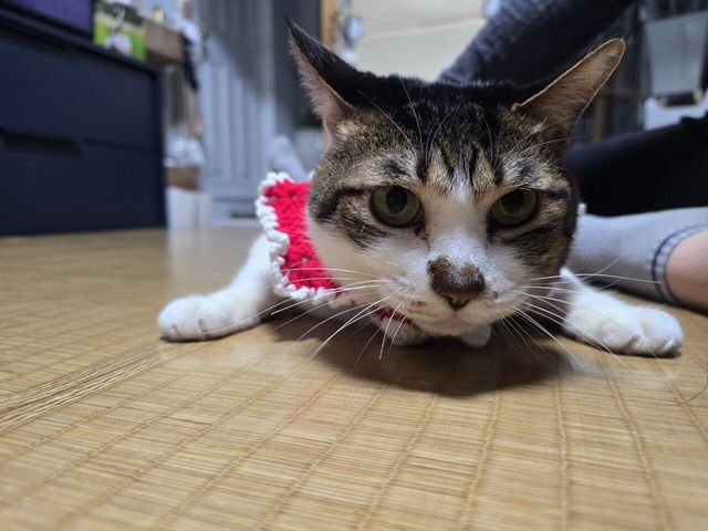 곧 크리스마스인데 우리집 고양이 구경해