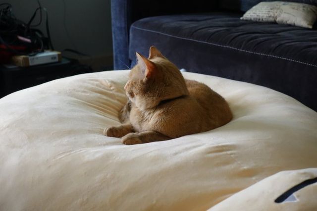 7.jpg 거대 잠만보 인형 후기.jpg