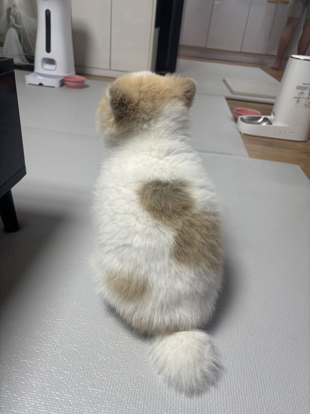 IMG_8201.jpeg 사촌누나네 강아지좀 보고가세요