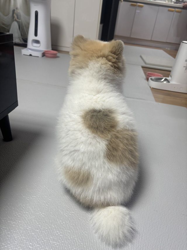 IMG_8200.jpeg 사촌누나네 강아지좀 보고가세요