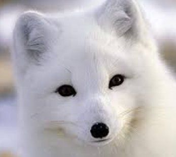 aaaaaaaa.jpg 펨망여우) 코골이 스프레이 광고는 진짜일까?