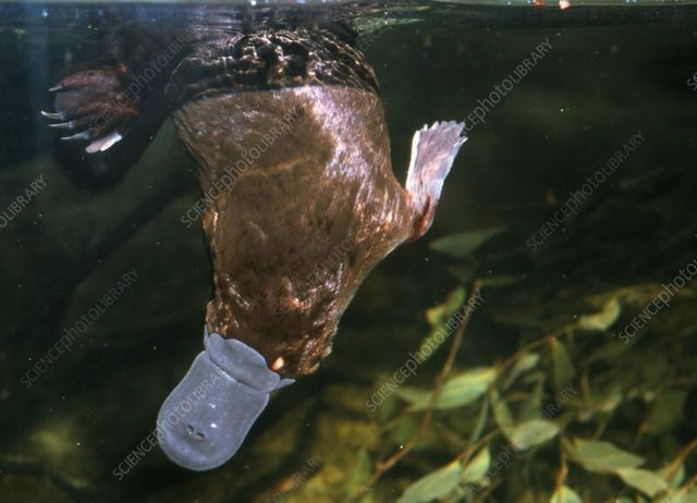 Z9010003-Duck-billed_platypus.jpg 오리너구리의 사람들이 잘 모르는 사실 하나 더 오리너구리의 사람들이 잘 모르는 사실 하나 더