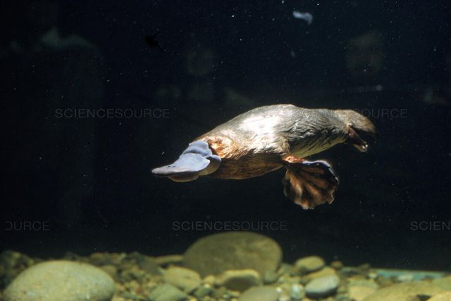 SS2356478.jpg 오리너구리의 사람들이 잘 모르는 사실 하나 더 오리너구리의 사람들이 잘 모르는 사실 하나 더