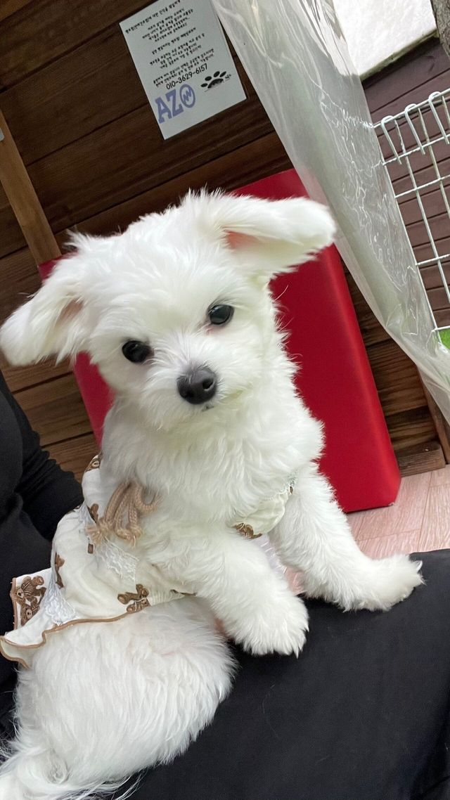 IMG_1904.jpeg 우리집 강아지 좀 봐주세요///