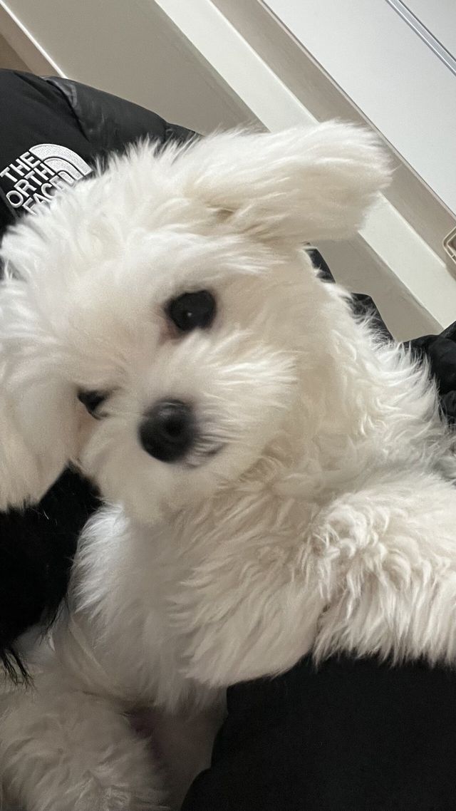 IMG_2450.jpeg 우리집 강아지 좀 봐주세요///