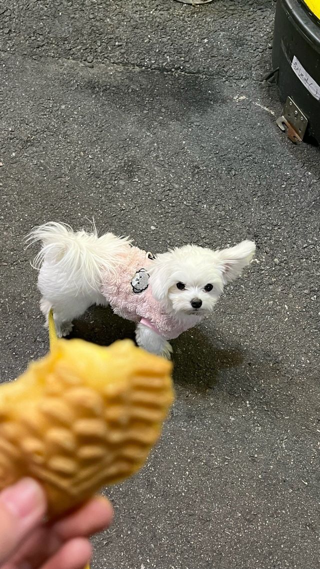 IMG_2252.heic.ren.jpg 우리집 강아지 좀 봐주세요///