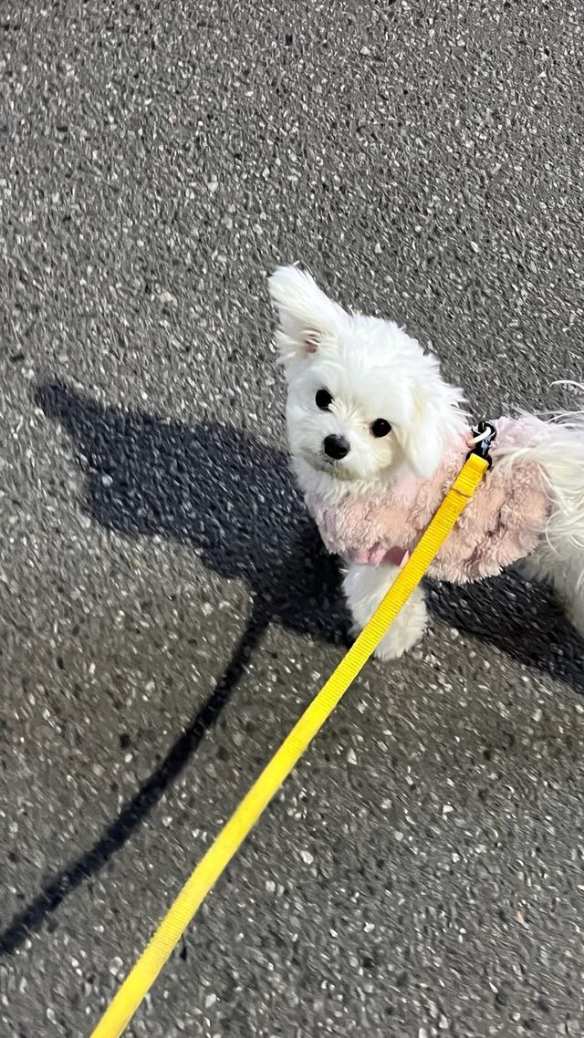 IMG_2255.heic.ren.jpg 우리집 강아지 좀 봐주세요///