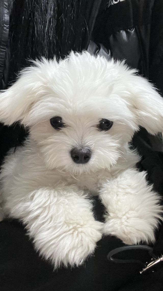 IMG_2451.jpeg 우리집 강아지 좀 봐주세요///