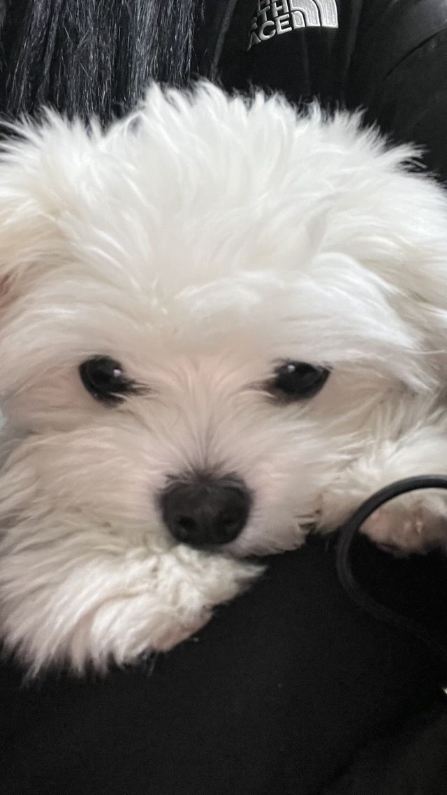 IMG_2454.jpeg 우리집 강아지 좀 봐주세요///