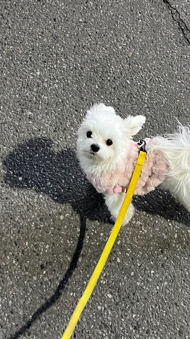 IMG_2256.heic.ren.jpg 우리집 강아지 좀 봐주세요///