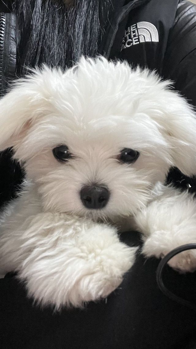 IMG_2453.jpeg 우리집 강아지 좀 봐주세요///