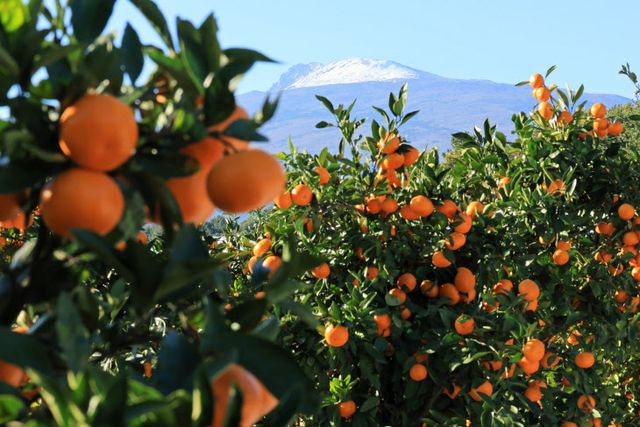 감귤의 계절<YONHAP NO-2404>