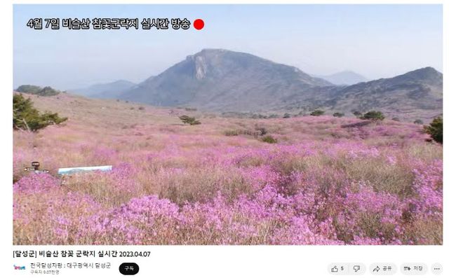 “대구 비슬산 참꽃 유튜브로 보세요”