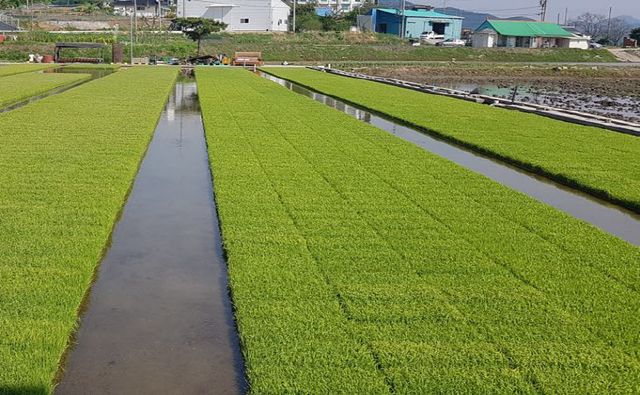 강화군, 못자리 실패 농가 예비 모 지원