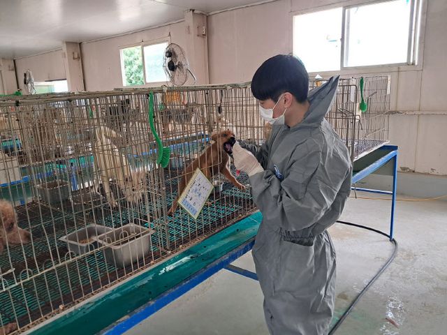 35.안산시, 고양이 고병원성 AI 관련 긴급방역 조치 실시