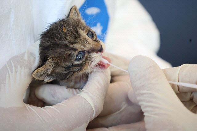 시료채취(진주시소재동물보호시설)