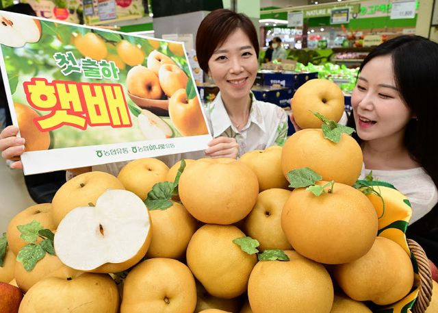 농협유통 하나로마트 올해 처음 출하된 햇배 판매